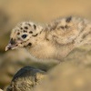 Racek bourni - Larus canus - Common Gull 1466